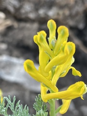 Corydalis aurea occidentalis