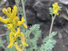 Corydalis aurea occidentalis