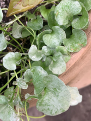 Dichondra argentea