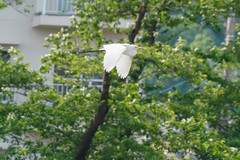 Ardea alba