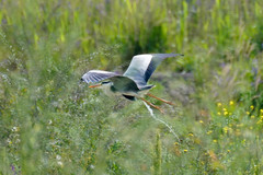 Ardea cinerea
