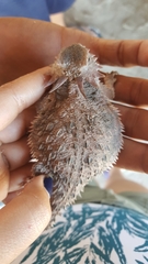Phrynosoma cerroense