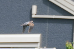 Streptopelia orientalis