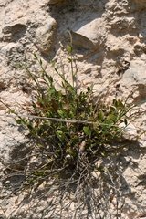 Rhinotropis lindheimeri