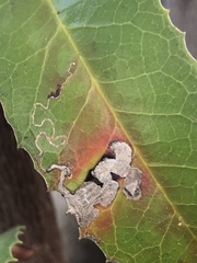 Stigmella oxyacanthella