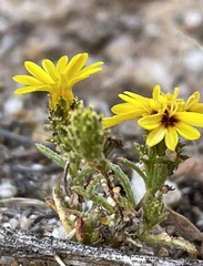 Lessingia pectinata pectinata