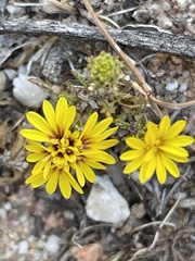 Lessingia pectinata pectinata