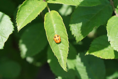 Harmonia axyridis