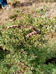 Polhillia obsoleta