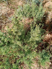 Polhillia obsoleta