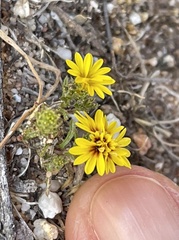Lessingia pectinata pectinata
