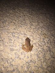 Polypedates himalayensis