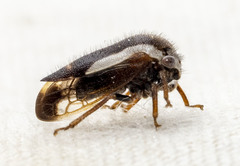 Ophiderma flavicephala