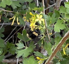 Bombus pensylvanicus