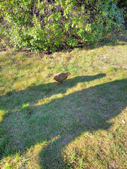 Gallirallus australis hectori