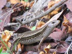 Eutropis macularia