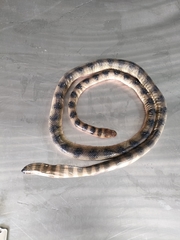 Hydrophis cyanocinctus