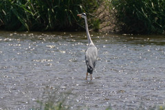 Ardea cinerea