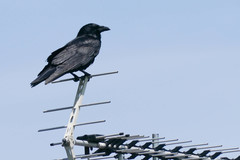 Corvus corone