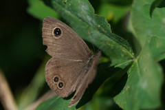 Ypthima argus