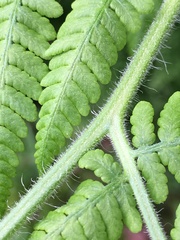 Hypolepis glandulifera