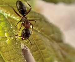 Camponotus nearcticus