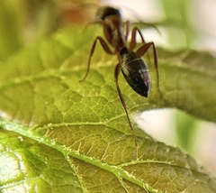 Camponotus nearcticus