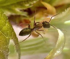 Camponotus nearcticus