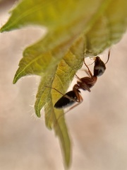 Camponotus nearcticus