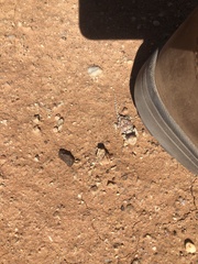 Tympanocryptis intima