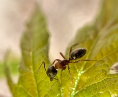 Camponotus nearcticus