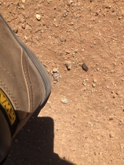 Tympanocryptis intima