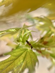 Camponotus nearcticus