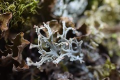 Cladonia multiformis
