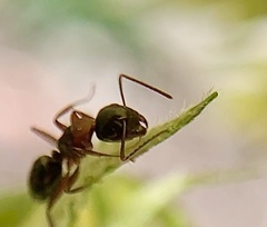 Camponotus nearcticus