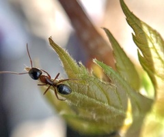 Camponotus nearcticus