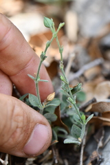 Carlowrightia torreyana