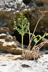 Cheilanthes leucopoda
