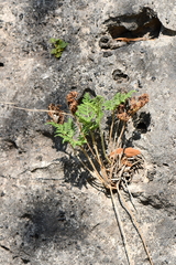 Cheilanthes leucopoda