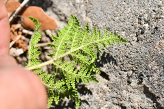 Cheilanthes leucopoda