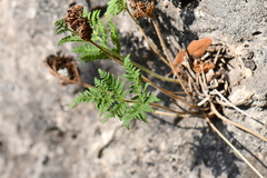 Cheilanthes leucopoda