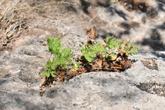 Cheilanthes leucopoda