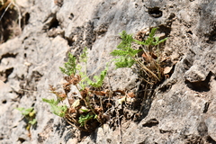 Cheilanthes leucopoda