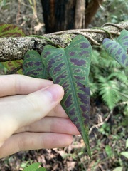 Parsonsia dorrigoensis