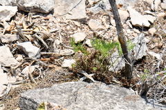 Cheilanthes leucopoda