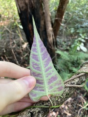 Parsonsia dorrigoensis