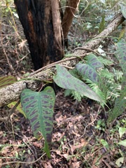 Parsonsia dorrigoensis