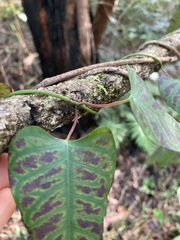 Parsonsia dorrigoensis