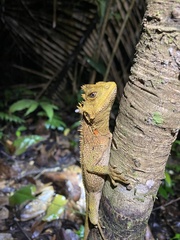 Enyalioides