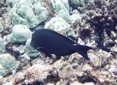 Acanthurus nigroris